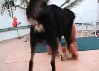 Sexy doggy and ebony in dog bestiality