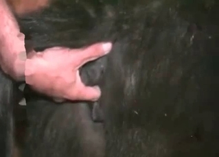 Farmer pounds his stallion from behind