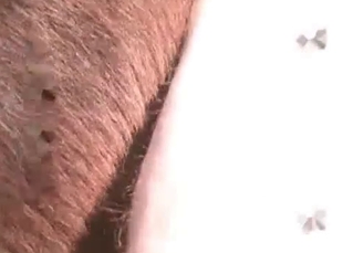 Horse ass fucked by cowboy